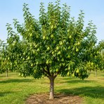 Mini hruška nízkokmenná (Pyrus communis) ´SUNRISE´® - výška 40-60 cm, kont. C7L